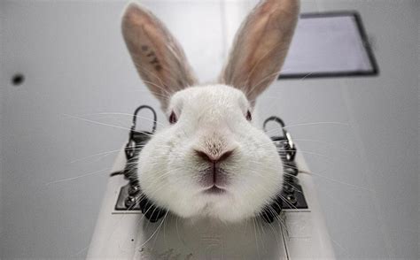 what is the impact of animal testing|animals suffering from animal testing.